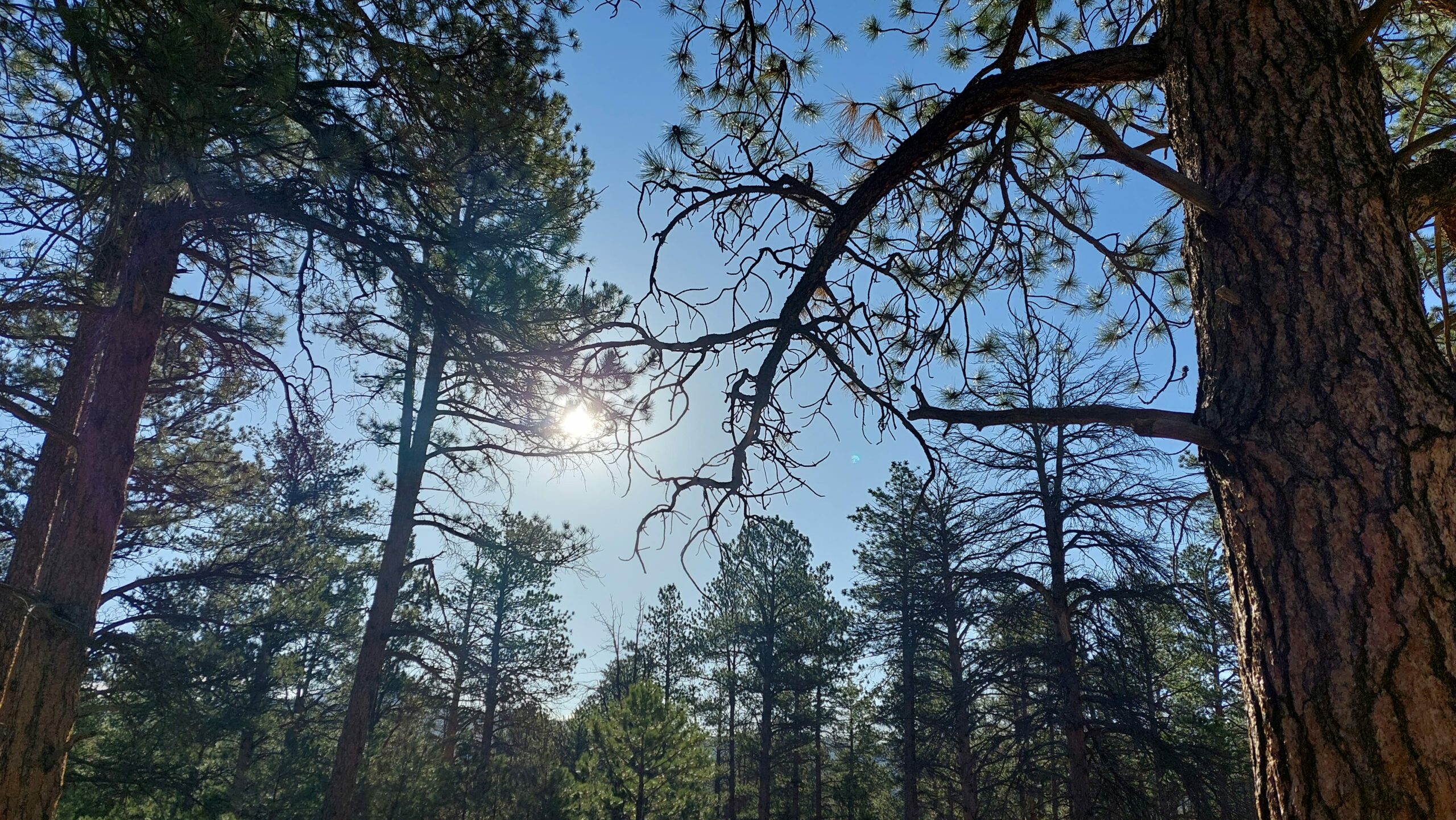 Poem: For The One Who Seeks Life